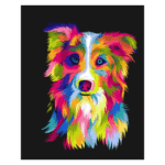 BORDER COLLIE